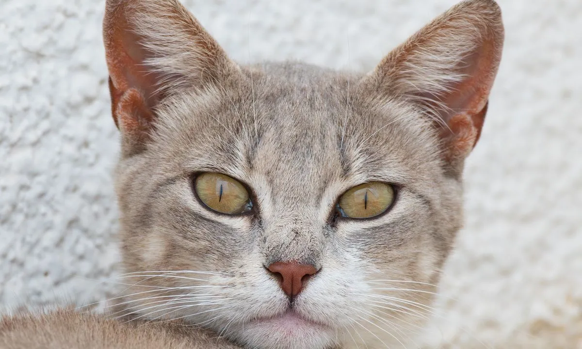 Kameraya bakan gri kedi