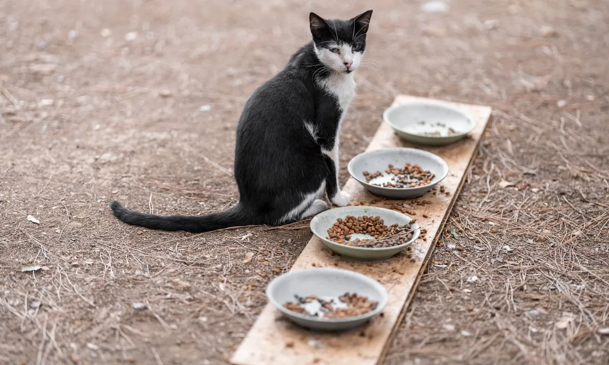 Sokakta mama kaplarının yanında oturan siyah beyaz kedi