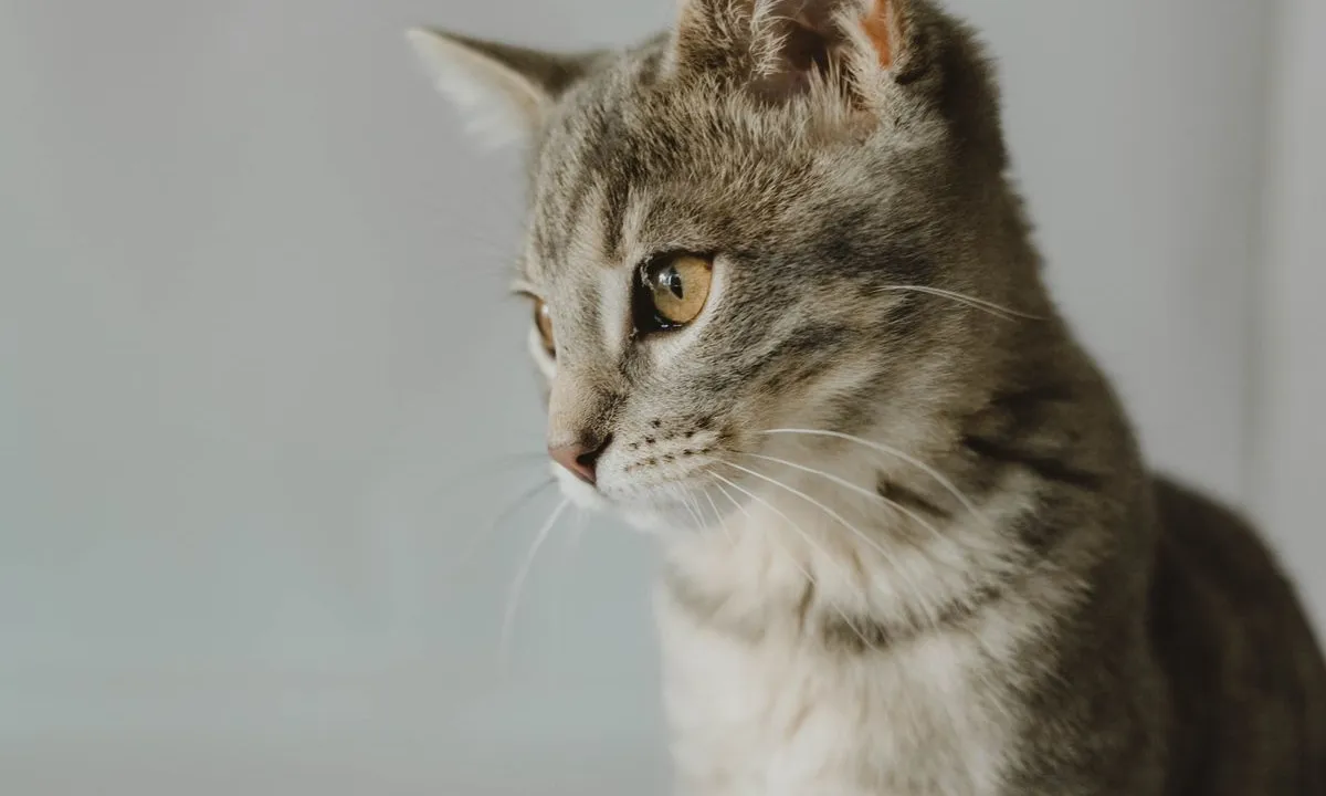 Oturan tekir yavru kedi